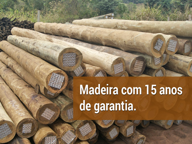 Eucalipto Tratado Goiás Eucalipto Tratado Goiás